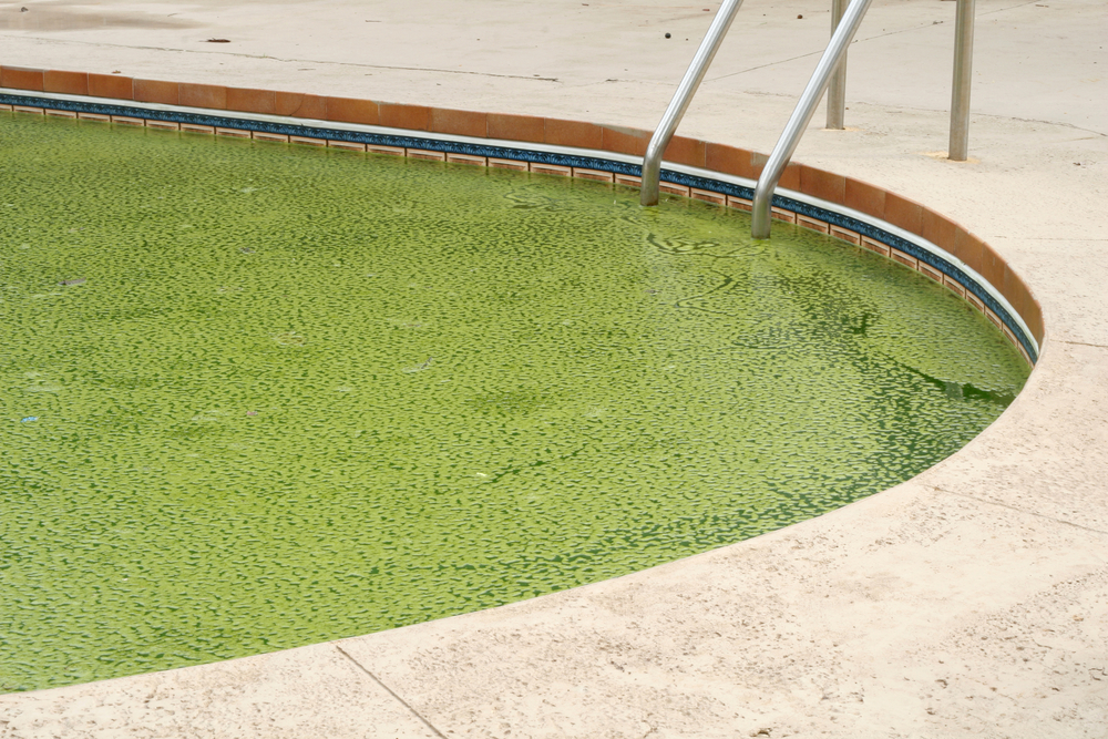 Algue moutarde dans sa piscine : Comment la traiter