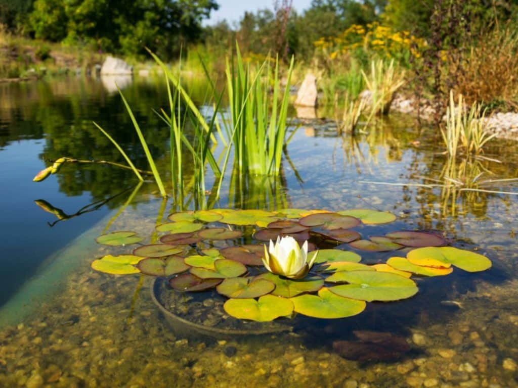 Bassin de lagunage avec nénuphars pour piscine naturelle