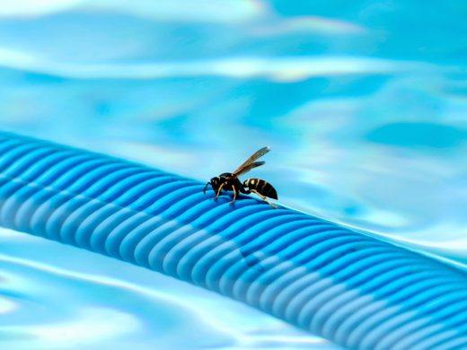 Comment éloigner moustiques, guêpes et autres insectes de sa piscine ?