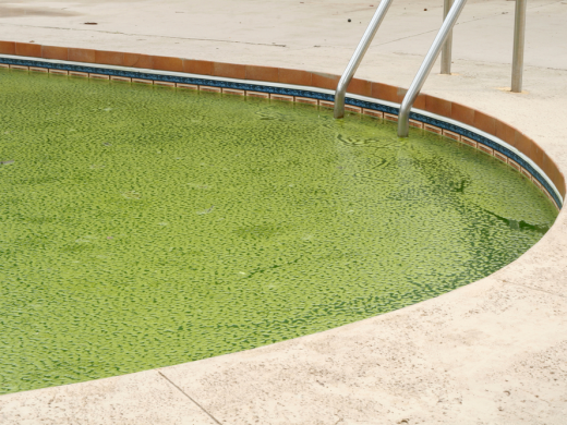 Algue moutarde dans sa piscine : comment la traiter ?